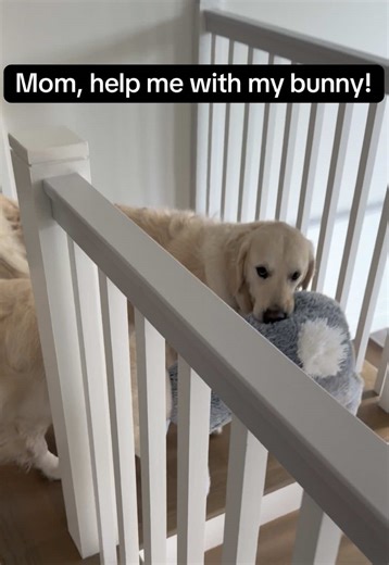 Blue's Adorable Stuffed Animal Adventures