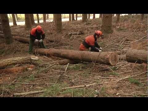 SICUREZZA e SALUTE nei CANTIERI FORESTALI (video completo)