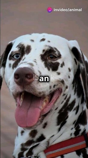 SIGNS OF HEAT ON DOGS #dog #animals