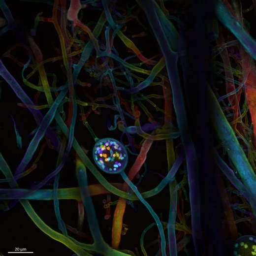 Tracking Carbon-Capturing Fungal Networks with Robotics | Earth And The Environment