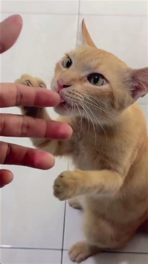 Doyan jari 😹 #petlover #cat #vinyloftheday #viral #kucing #fyp #pets #animals #imut #kawwai