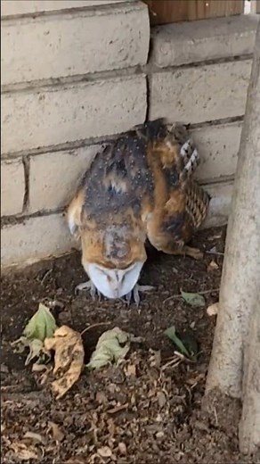 Backyard Barn Owl Moments #wildlife #nature #shorts