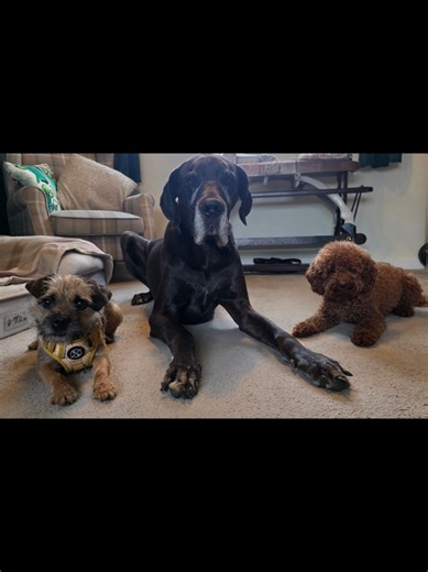 Playdate for Hector & Whisper today 🥰 #greatdane #borderterrier #cavapoochon #dogs