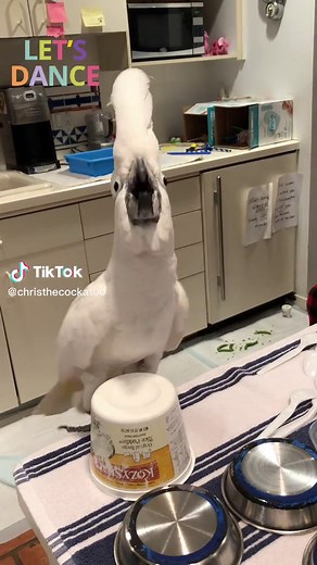 He made himself a stage #dancing #twirling #cockatoo #parrot #bird #pet #animals #petsoftiktok #birdsoftiktok #parrotsoftiktok #cockatoosoftiktok