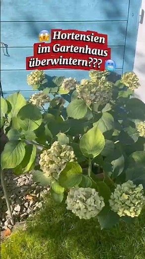 😱 Hortensien im Topf im Gartenhaus überwintern 🥶??? ￼ So klappt’s garantiert! ￼#Gartentipps