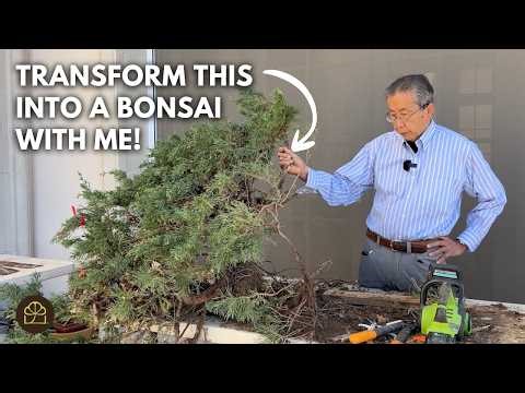 Transforming a Messy Garden Prostrata Juniper into a Nice Bonsai Tree