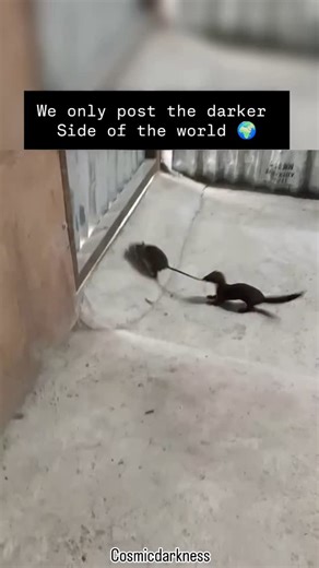 planet | Nature 🌍 | In this video, a ferret is seen sneaking up and latching onto a rat’s tail. The rat lets out a high-pitched scream and struggles to get... | Instagram