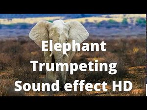 Elephant Trumpeting Sound effect HD