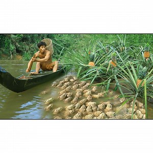 170K views · 3.9K reactions | Strong man , Pineapple and frog | Quant-Amber TH | Facebook