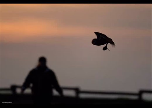 Barn Owl —————— How do you capture a shot like this? There are three realistic paths: 1. Attend a workshop — typically ranging from $300 to $6,00, depending on location and expertise. 2. Spend extensive time in the field — days, months, sometimes years — waiting for the perfect moment, often with extremely low odds of success. 3. Use AI tools — invest $2 to $50 in a high-quality prompt and generate the image instantly, right on your screen. —————— . . . . . . . #thypygmyowltour #holidays #thankf