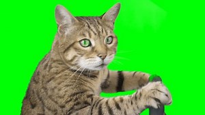 Side view of a cat sitting behind a steering wheel on green screen isolated with chroma key, real shot. Bengal cat driving a car.