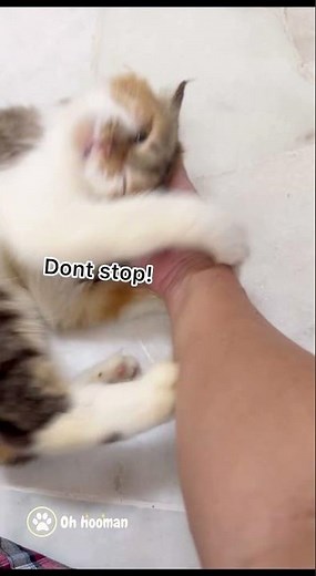 Why Does My Cat Bite Me When I Stopped Petting Her? Is This Aggression Or Affection? | ‪@OhHooman‬