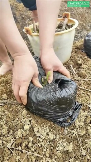 🌱🪴 Upside-Down Growing Bag Method for Stem Cutting Propagation