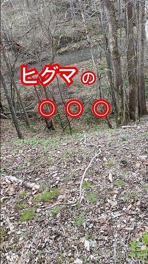 Brown bear poop #Hokkaido #wildlife #brown bear #nature #bear #animals #wildlife #hunting #animal...