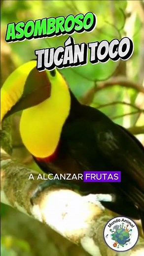 Discover the Amazing Toco Toucan! Everything You Need