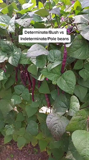 Bush Beans vs. Pole Beans: Key Differences Explained