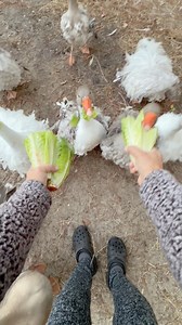 Girlie🪿Goose was rude to Dozer & Tubbi this morning and we had a silkie🐓 that refused to get out of bed. #funnyanimals #goose #chickens | MrGeese