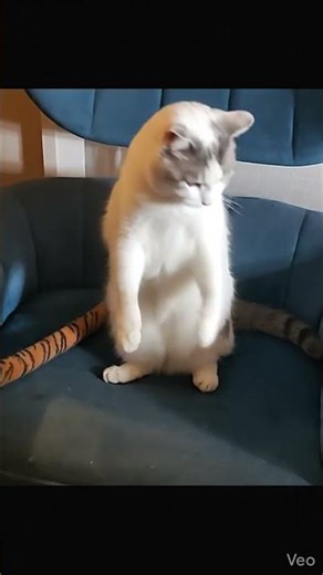 Apallo stand up and walk