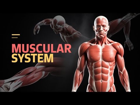 Unleashing the Power: How Your Muscular System Works