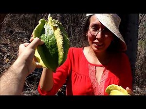 Bonetes fruta, papaya de monte, cuaguyote, kunche, orejona, 𝑱𝒂𝒄𝒂𝒓𝒂𝒕𝒊𝒂 𝒎𝒆𝒙𝒊𝒄𝒂𝒏𝒂