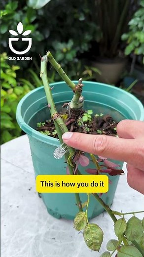 Rose branch bending method to promote budding #garden #gardentips #foryou #flowers #roses