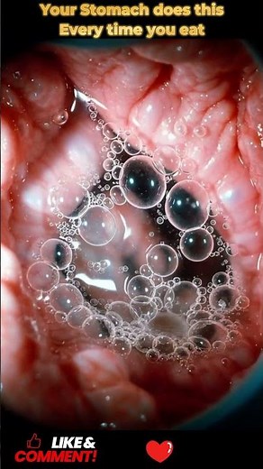 Inside the Human Stomach: Digestion at the Microscopic Level | 12