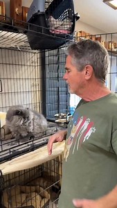 151K views · 15K reactions | Meet Gomez… this absolutely stunning boy is available for adoption. His mom passed away and dad threw him outside. Mom’s friend wasn’t going to allow that so she brought him to us. Local adoption only. #davidloop65 | David Loop | Facebook