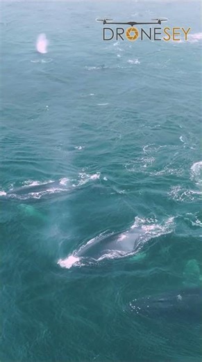 Morro Bay Humpbacks Feeding on Anchovies!