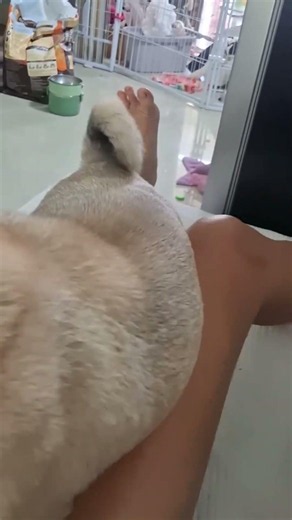 This adorable pug puppy is begging its mother to scratch its chin. #pug #animallover #pet #dog