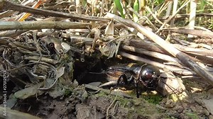 Feldgrille (Gryllus campestris) singt vor Höhleneingang