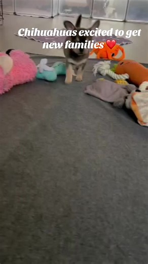 Tiny Chihuahua puppies wishing for forever families this Christmas, bringing warm cuddles, festive excitement, precious paws, and heart-melting holiday love. #pomeranian #pomeranianpuppy #pomeraniansoftiktok #pompuppy #dogsoftiktok