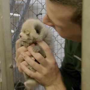 Cuteness overload! 🥹 New baby arrivals = the happiest days at the zoo! 🍼 #TheZoo | Love Animals