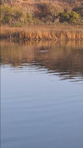 Redfish School Tailing #fishing #guide #charter #cleanfunfishing