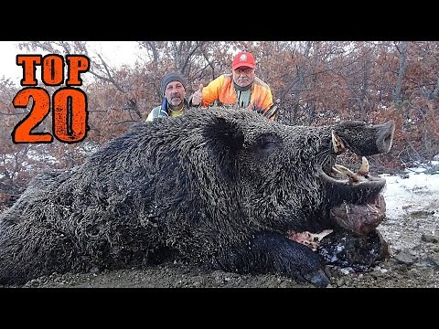 TOP 20 AMAZING WILD BOAR HUNTS, BEST HUNTING SCENES, Unforgettable moments, hog, pig, wild life