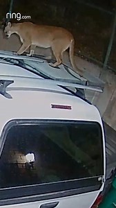 36K views · 276 reactions | Checking your Motion Alerts and seeing this.  | Ring | Facebook