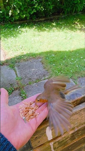 Hand Feeding Birds Ray The Red Breasted Robin Back For A Very Quick Visit