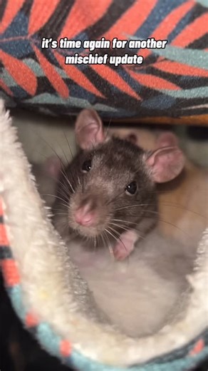 FriendlyRatForecast on Instagram: "Meet The Mischief! 🐀💕 #rats #ratsofinstagram #ratsofig #petrats #rodent #rodents #rodentsofinstagram #petratsofinsta #petlovers #ratstagram"