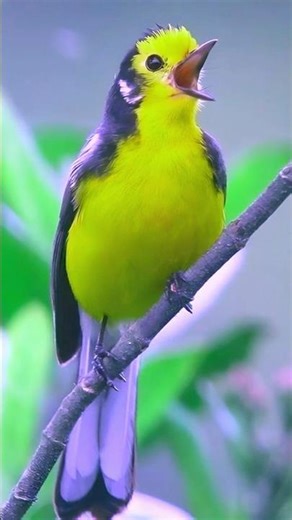 Morning Birdsong 🌳 Real Bird Sounds & Bird Singing | Spring Awakening 2026 Nature Sound