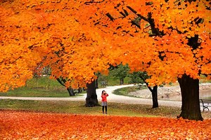 Fall foliage experts predict ‘brighter and more concentrated colors’ this season thanks in part to a deluge of rain - The Boston Globe