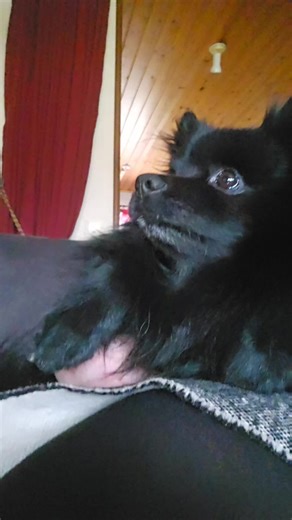 Life with Dogs: Joyful Moments and Adventures