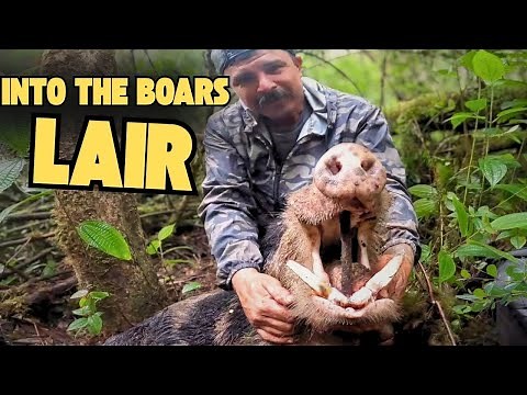 Into the Boar's Lair! Hunting Hawaii's Giant Wild Boars & Epic Release