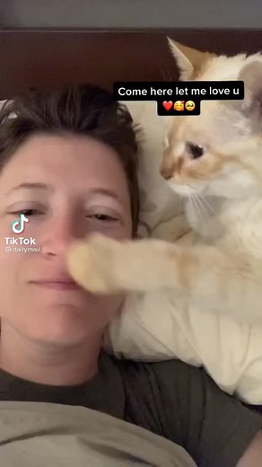 Affectionate Cat Moments in Cozy Bedroom Setting