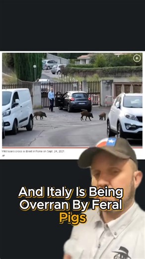 Wolves vs Feral Pigs