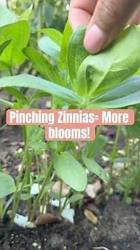 🌱 Video 2: How to Pinch Zinnias for More Blooms | Easy Gardening Tip 🌼