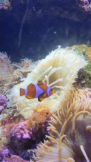 I found NEMO #trending #trend #nemo #fish #shorts #viral #shortvideo