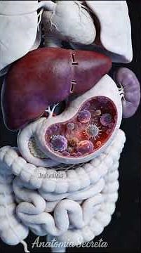 🟣 THE SPLEEN | Parts of the Human Body #65