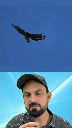 The eagle that hunts down snakes #shorts