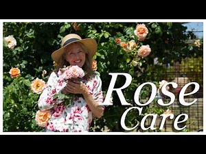 💚 Ultimate Guide to Spring Rose Care: Here's Everything You Need to Know! 🌹#gardeningtips #garden