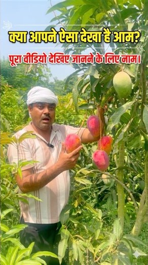 Magical Red Mango! 🥭🔥 Sensation Mango Variety | #Shorts #viralvideo #mango #mangovarieties