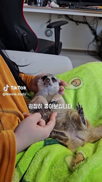 여자친구 몸에 오줌싼 미어캣#냥이아빠 #귀여운 #반려동물 #미어캣 #꾸릉이